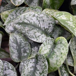 Silver Satin Pothos foliage