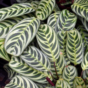 Burle Marx Calathea foliage