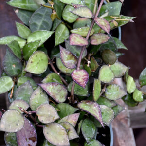 Hoya Krohniana foliage