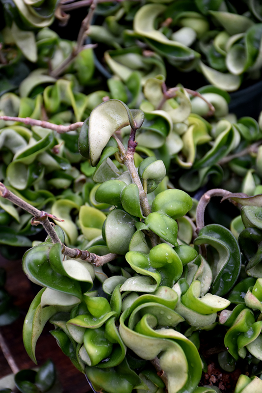 Hindu Rope Plant foliage