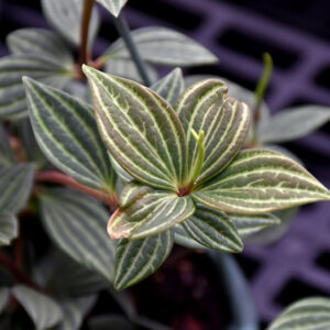 Parallel Peperomia foliage