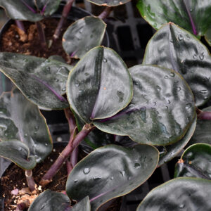 Geo Plant foliage