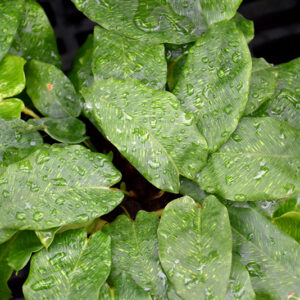 Network Calathea foliage