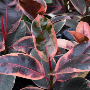 Ruby Rubber Tree foliage