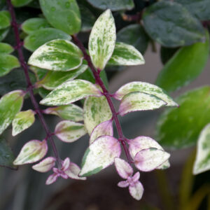 Variegated Lipstick Plant foliage