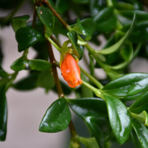 Goldfish Plant flowers