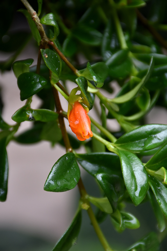 Goldfish Plant flowers