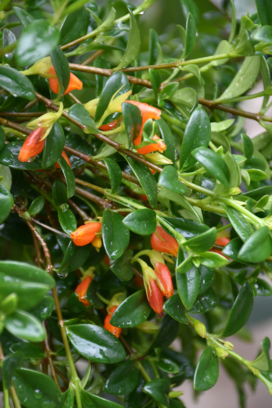 Goldfish Plant flowers