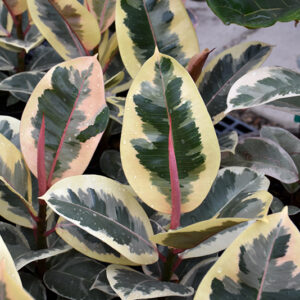 Chroma™ Tineke Rubber Plant foliage