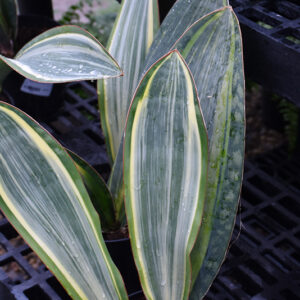 Variegated Whale Fin Snake Plant foliage