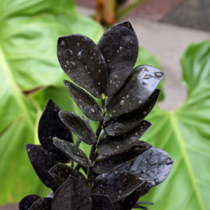Raven&reg; ZZ Plant foliage