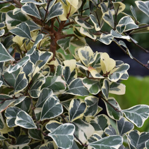 Variegated Triangle-leaved Ficus foliage
