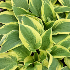 Wide Brim Hosta foliage