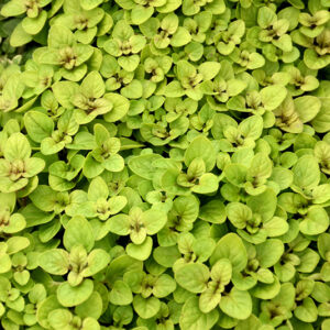 Golden Oregano foliage