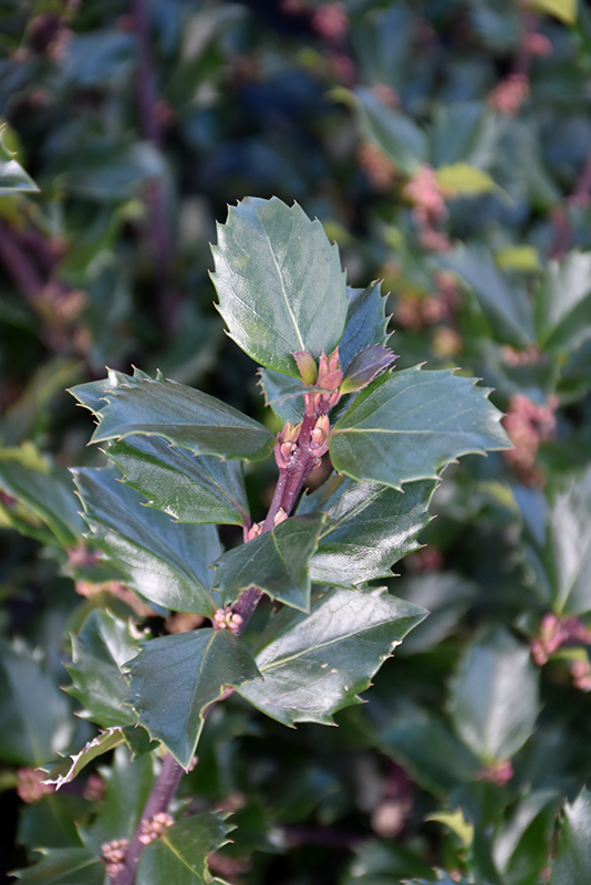 Blue Prince Meserve Holly foliage