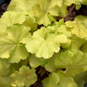 Northern Exposure&trade; Lime Coral Bells foliage