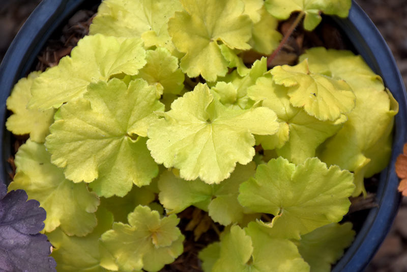 Northern Exposure™ Lime Coral Bells foliage