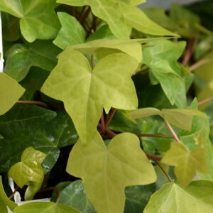 Montgomery Ivy foliage