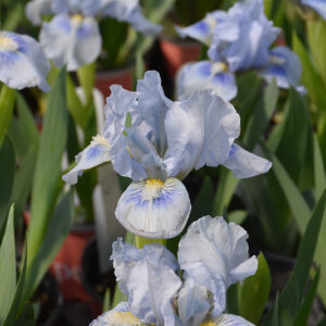Blue Dwarf Bearded Iris flowers