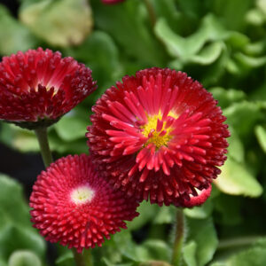 Bellisima&trade; Red English Daisy flowers