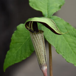Jack-In-The-Pulpit flowers