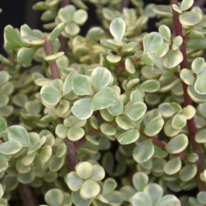 Variegated Elephant Food foliage