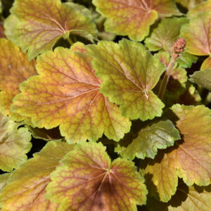 Northern Exposure&trade; Sienna Coral Bells foliage