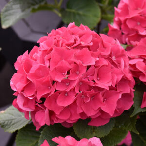 Wee Bit Giddy&reg; Hydrangea flowers