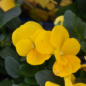 Penny&trade; Clear Yellow Pansy flowers