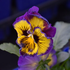 Frizzle Sizzle Lemonberry Pansy flowers