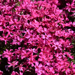 Scarlet Flame Moss Phlox flowers