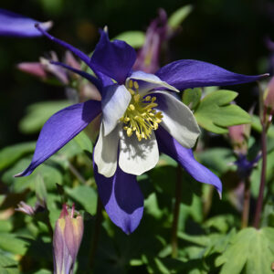 Kirigami™ Deep Blue and White Columbine flowers
