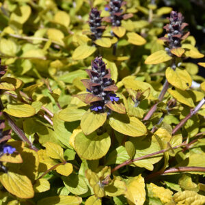 Feathered Friends&trade; Tropical Toucan Bugleweed flowers