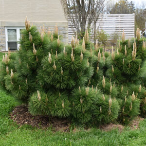 Thunderhead Japanese Black Pine