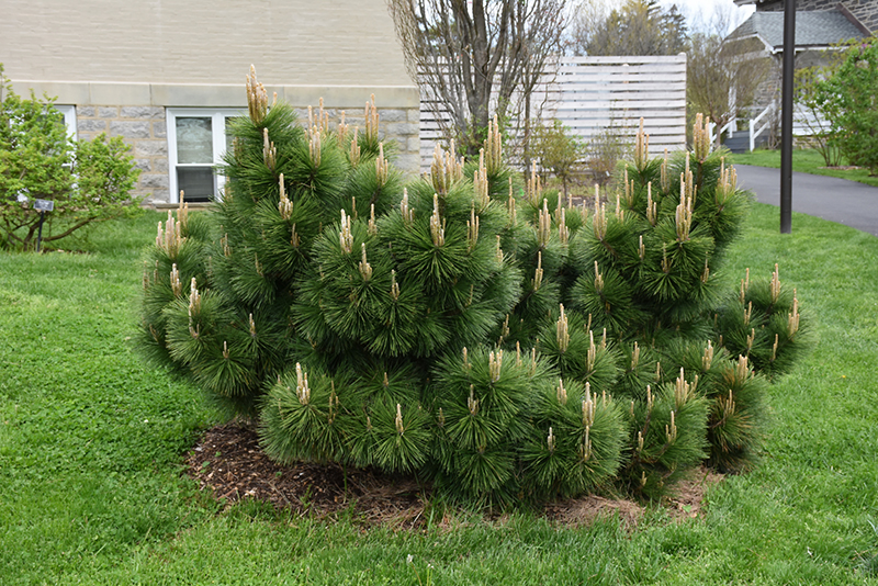 Thunderhead Japanese Black Pine