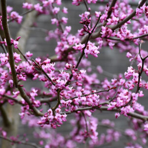 Burgundy Hearts Redbud flowers