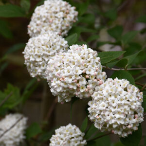 Fragrant Viburnum flowers