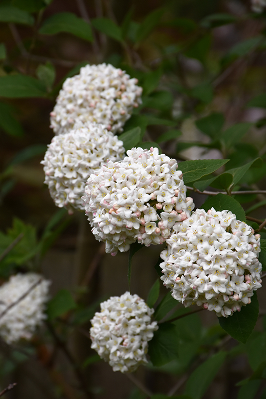Fragrant Viburnum flowers