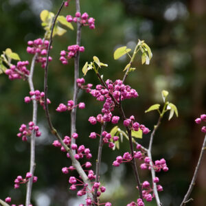 Pink Pom Poms Redbud flowers