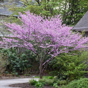 Alley Cat Redbud in bloom