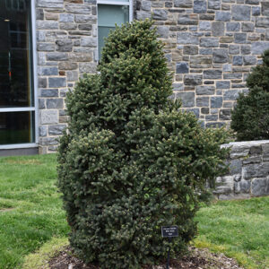 Yukon Blue Spruce