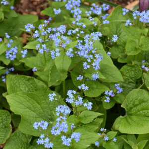 Siberian Bugloss flowers