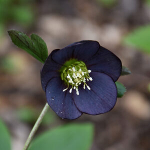 Honeymoon&reg; New York Night Hellebore flowers