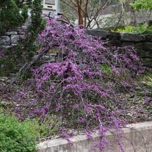 Ruby Falls Redbud in bloom