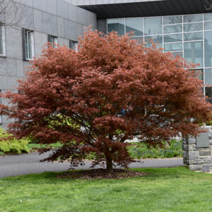 Tsukushi Gata Japanese Maple
