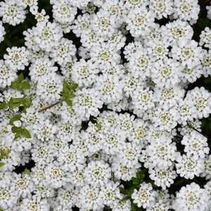 Snowflake Candytuft flowers