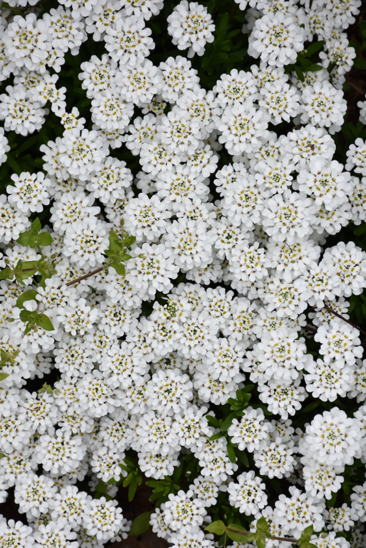 Snowflake Candytuft flowers