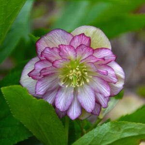 Wedding Party&reg; Blushing Bridesmaid Hellebore flowers