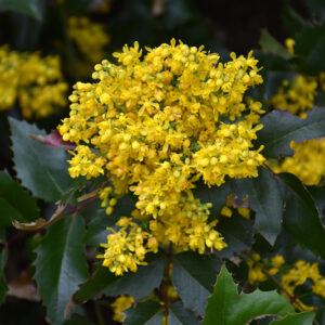Oregon Grape flowers