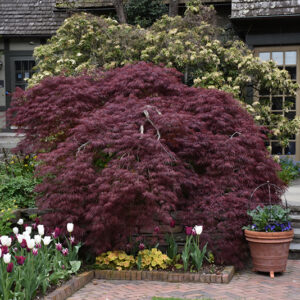 Tamukeyama Japanese Maple